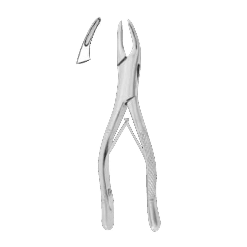 150 SK Upper incisors, premolars, roots